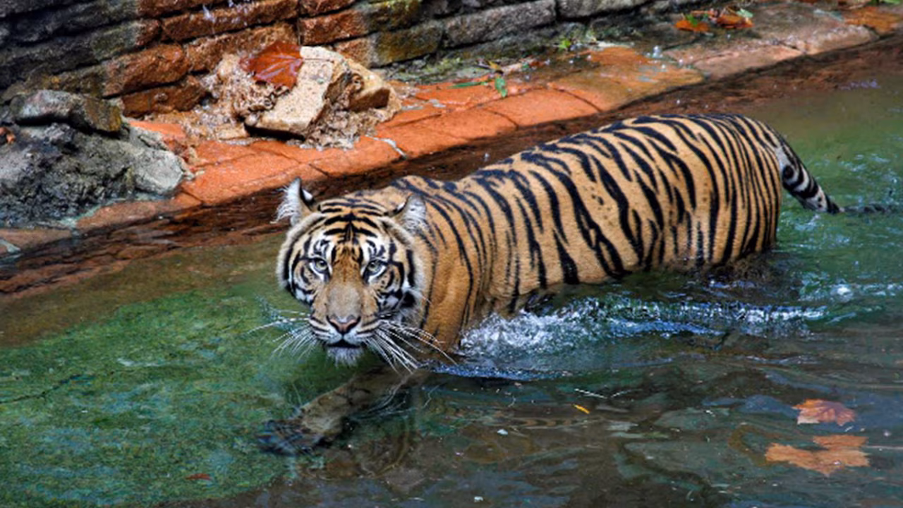 Maharajah Jungle Trek