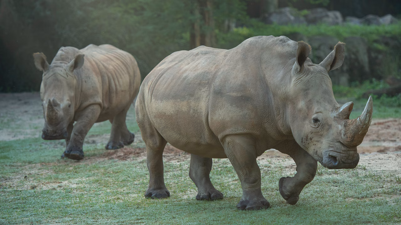 Up Close with Rhinos